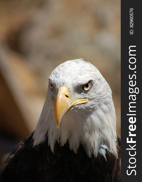 Close up portrait of eagle outdoors.