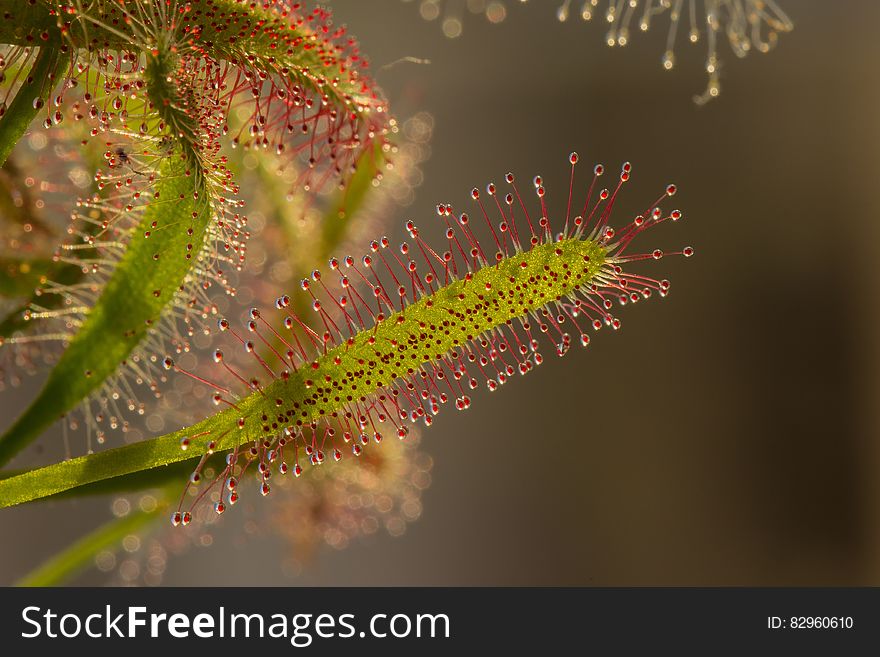 Red And Green Leaf Plant