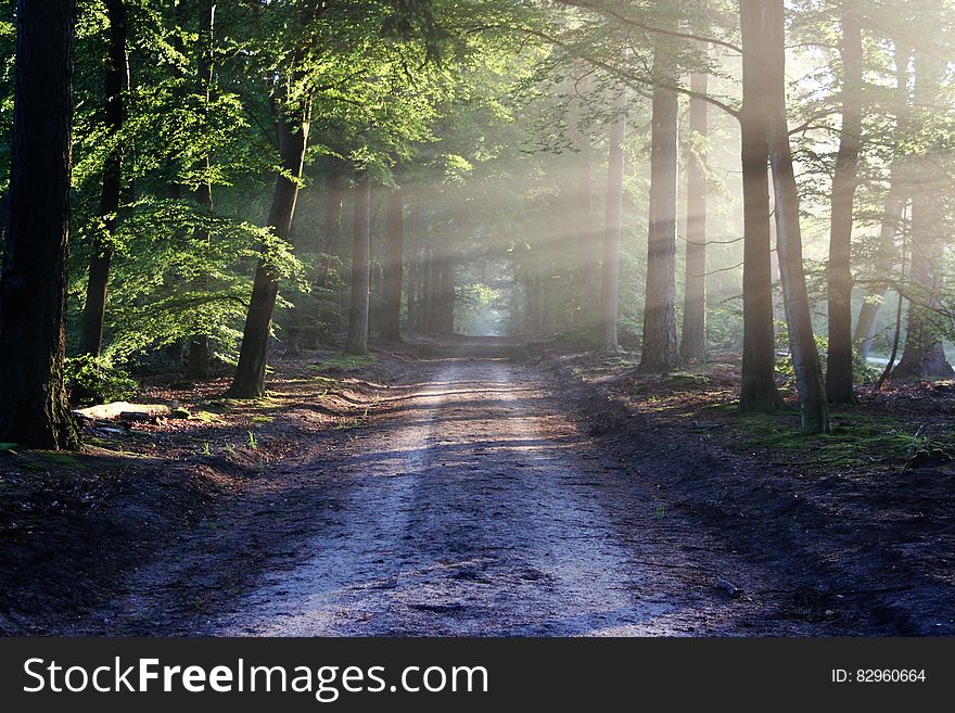 Road receding through forest