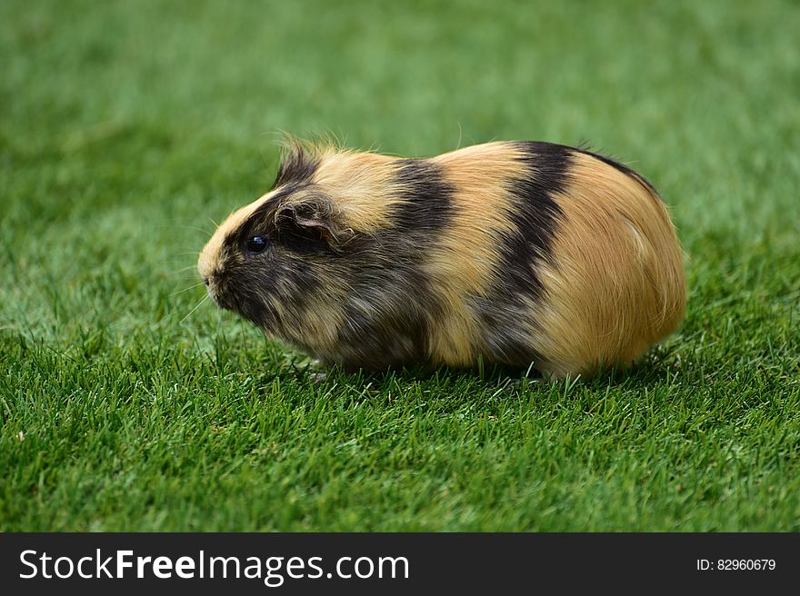 Side view of cute guinea pig on green grass.