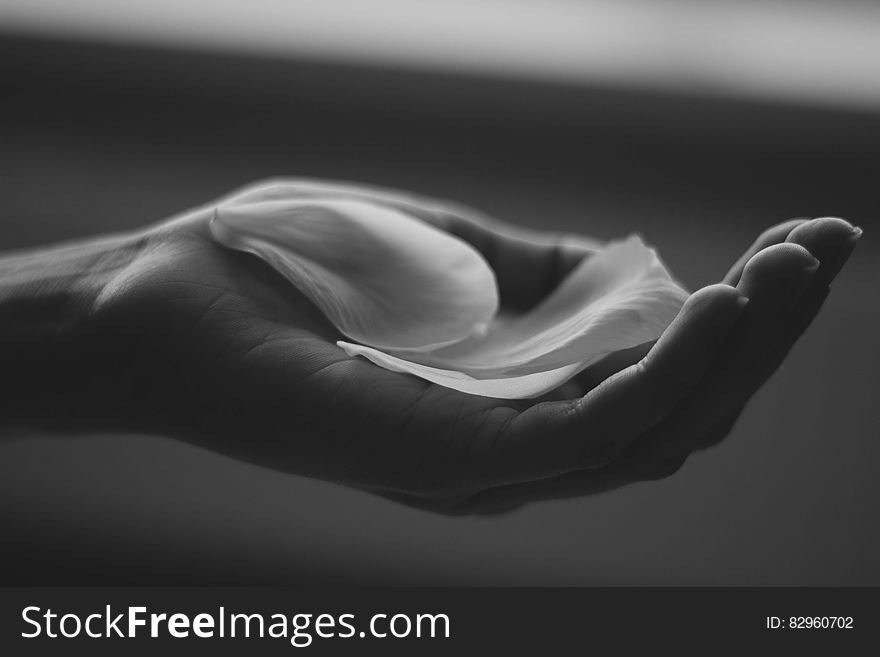 Black and white hand of person holding single flower petal. Black and white hand of person holding single flower petal.