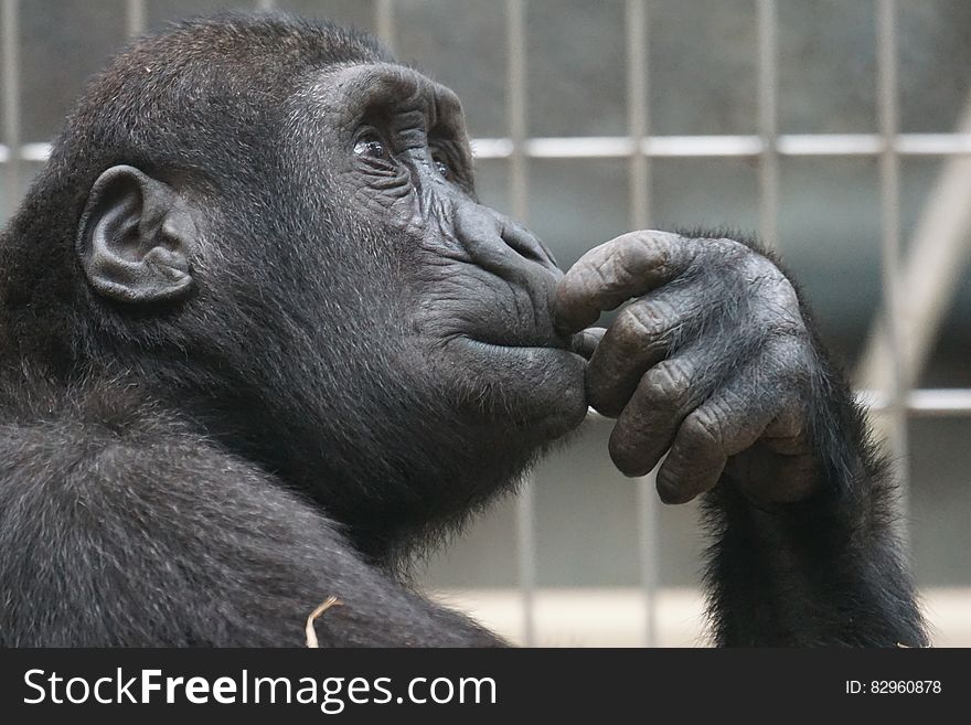 Chimp with inquisitive expression inside cage at zoo. Chimp with inquisitive expression inside cage at zoo.