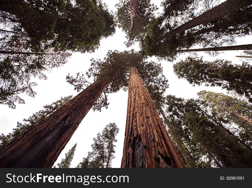 A view of tall redwood trees against the sky. A view of tall redwood trees against the sky.