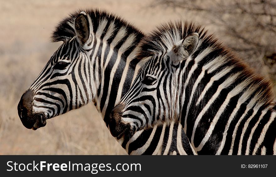 A pair of zebras on the African savanna.