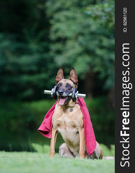 A malinois dog with a dumbbell in its mouth and towel around its neck. A malinois dog with a dumbbell in its mouth and towel around its neck.