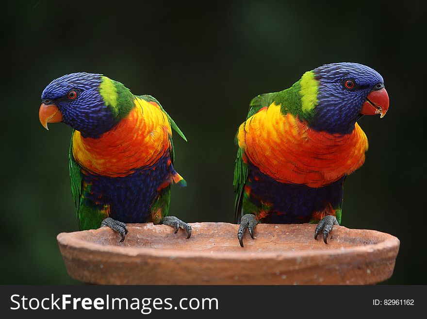 Blue Geeen and Orange Parrot