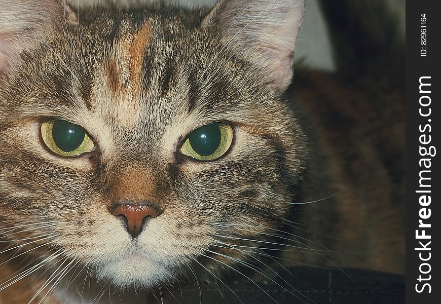 Closeup portrait of tabby cat with ginger streak above the nose white whiskers and big green penetrating eyes, dark background.