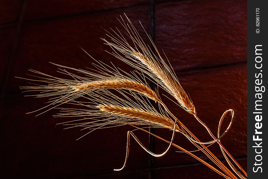 Closeup of barley crop specimens showing three spikes with individual grains side lit against a dark brown background. Closeup of barley crop specimens showing three spikes with individual grains side lit against a dark brown background.