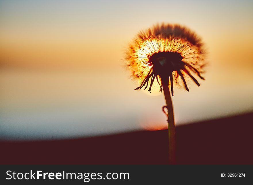 Close up of dandelion head against sunset. Close up of dandelion head against sunset.