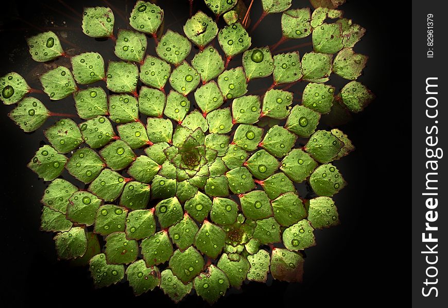 Abstract background of green lily pads in dark pond. Abstract background of green lily pads in dark pond.