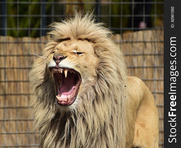Lion Roaring Inside Cager