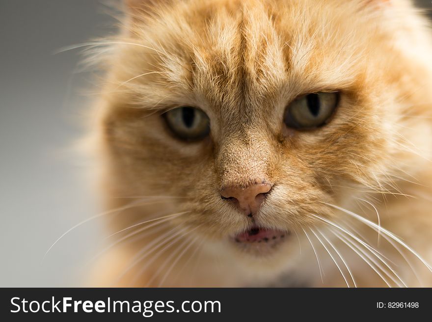 Closeup portrait of cute ginger cat. Closeup portrait of cute ginger cat.