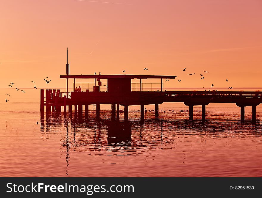 Bird Flying during Sunset