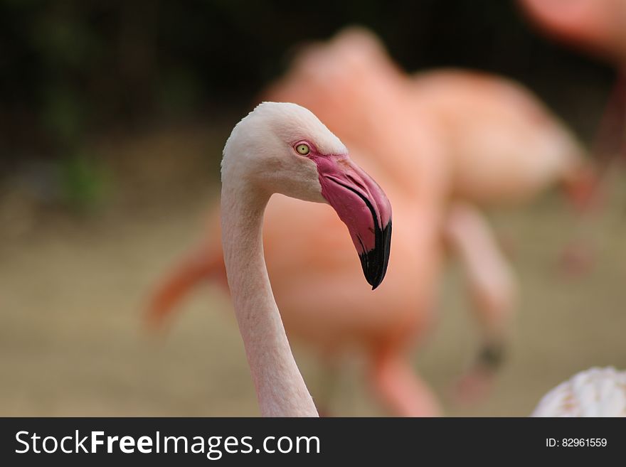 Portrait of flamingo standing in sunny field. Portrait of flamingo standing in sunny field.