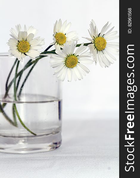 Cut white daisies with yellow stamen in glass vase. Cut white daisies with yellow stamen in glass vase.