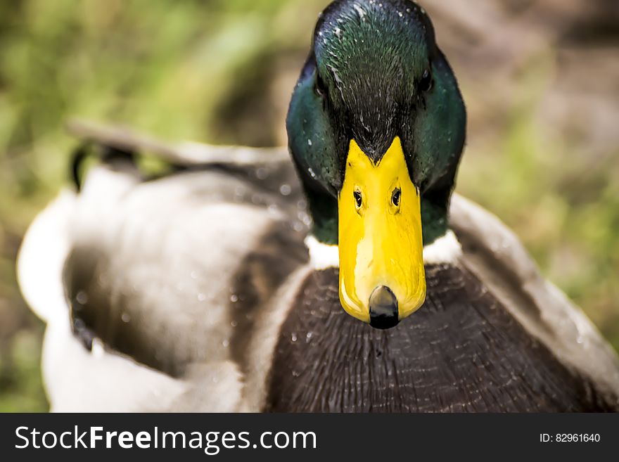 Profile of male mallard duck outdoors on sunny day.