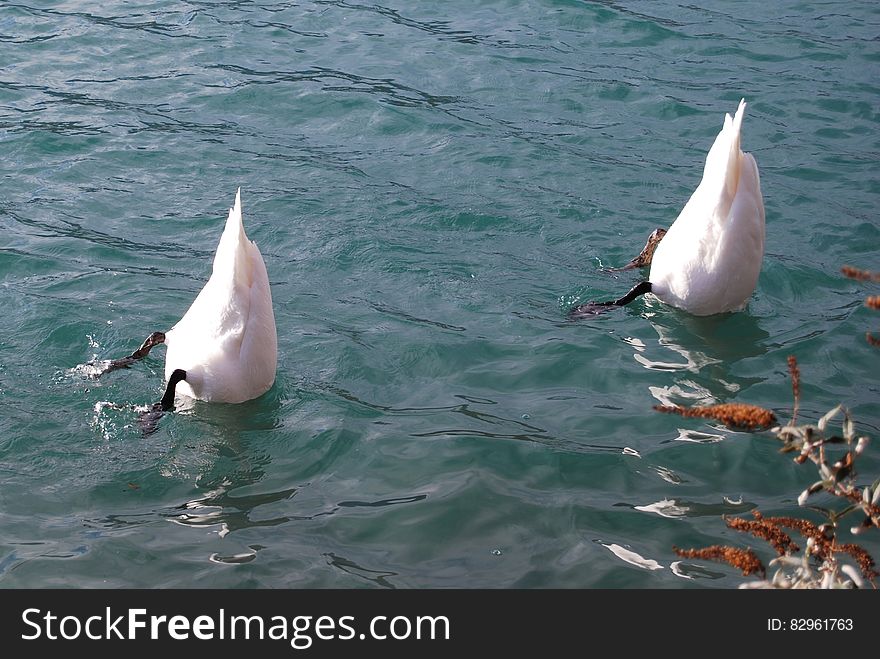 Swans Diving In Water