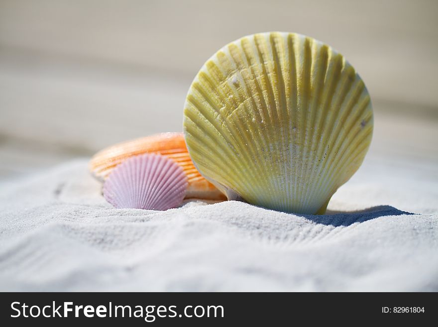 Close up of colorful seashells on sandy beach in sunshine. Close up of colorful seashells on sandy beach in sunshine.