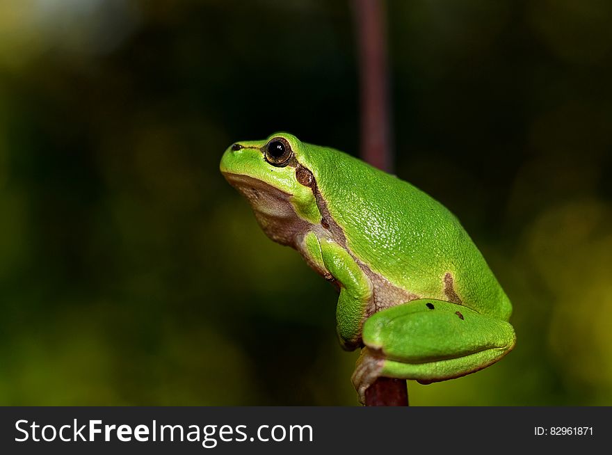 Profile of green frog perched in outdoor portrait. Profile of green frog perched in outdoor portrait.