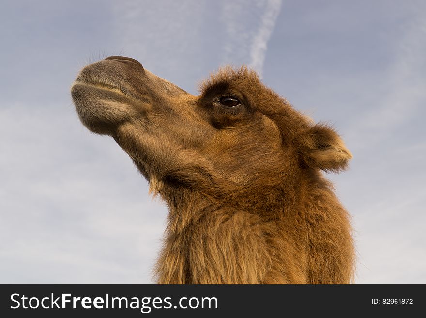 Profile of head and face on brown camel against blue skies. Profile of head and face on brown camel against blue skies.