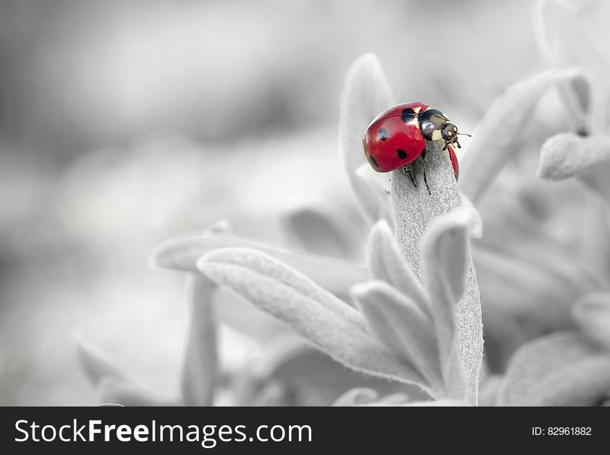 7 Spotted Ladybug on Leaf in Selective Color Photography
