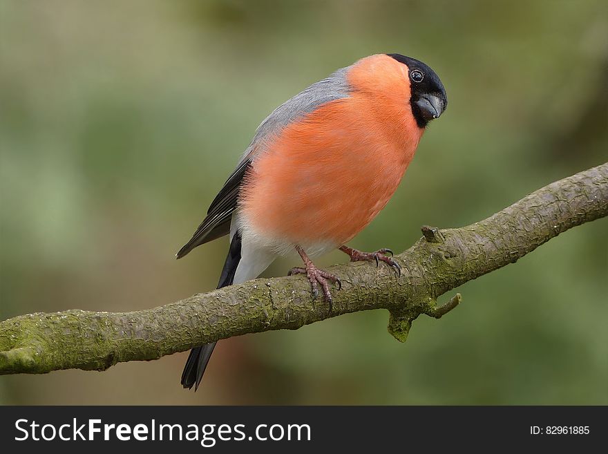 A close up of a colorful bird perched on a branch. A close up of a colorful bird perched on a branch.