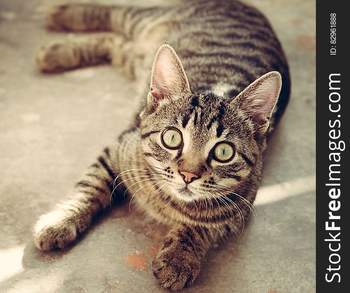 A cat lying on the ground staring at the camera with eyes wide open. A cat lying on the ground staring at the camera with eyes wide open.