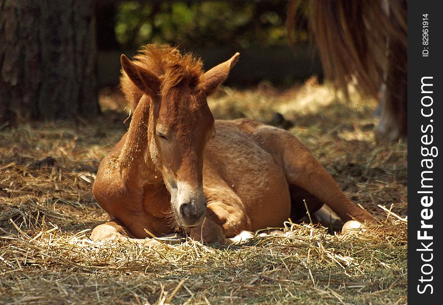 A brown pony resting on the ground. A brown pony resting on the ground.