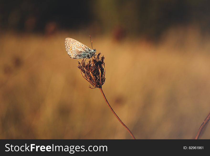 Blue Butterfly Standing on Brown Flower Bud