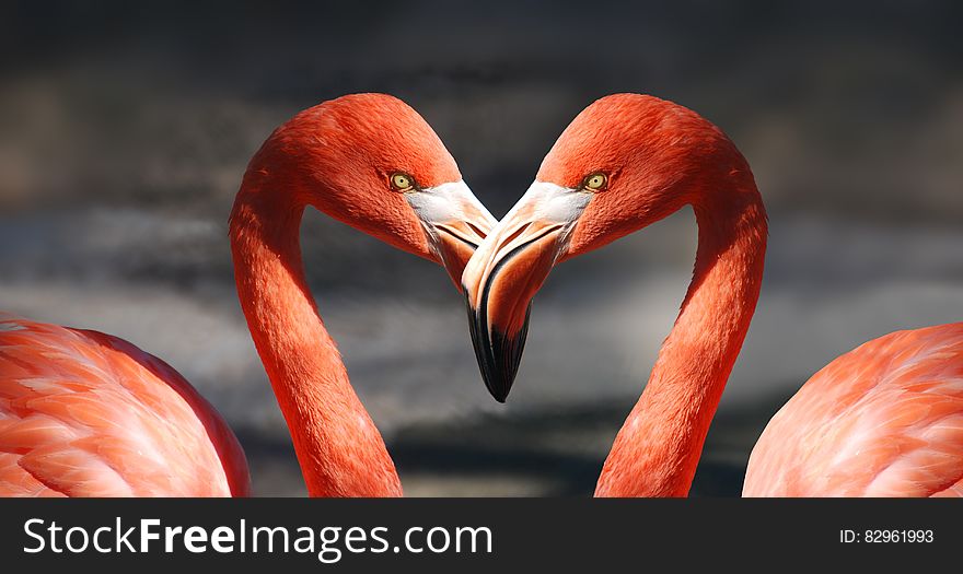 Two flamingos beaks touching creating a heart shape symbolizing affection, love and bonding; a message for Saint Valentine's day. Two flamingos beaks touching creating a heart shape symbolizing affection, love and bonding; a message for Saint Valentine's day.