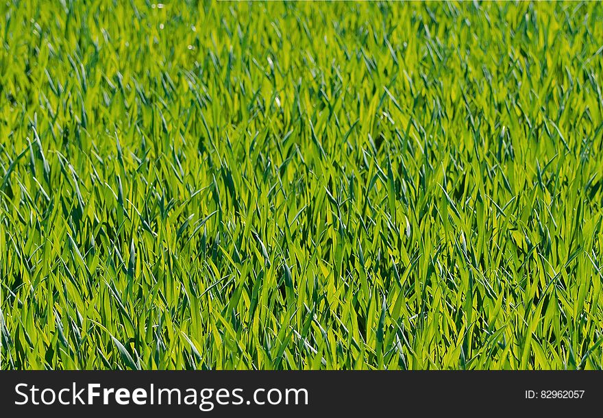 Green Grass Close Up Photograph