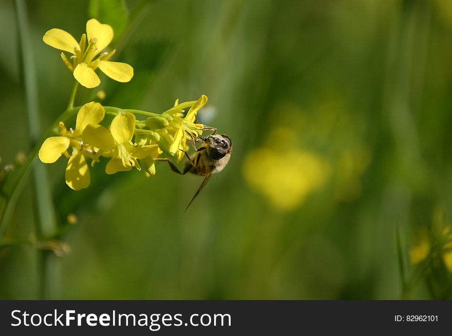 A close up of a bumblebee pollinating a yellow flower. A close up of a bumblebee pollinating a yellow flower.