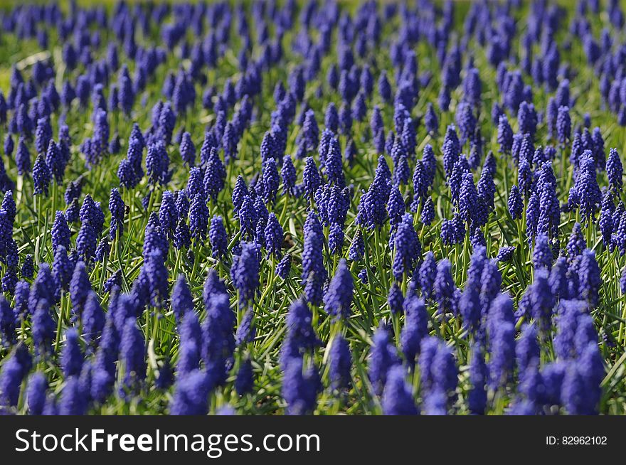 Field of Blue Flowers