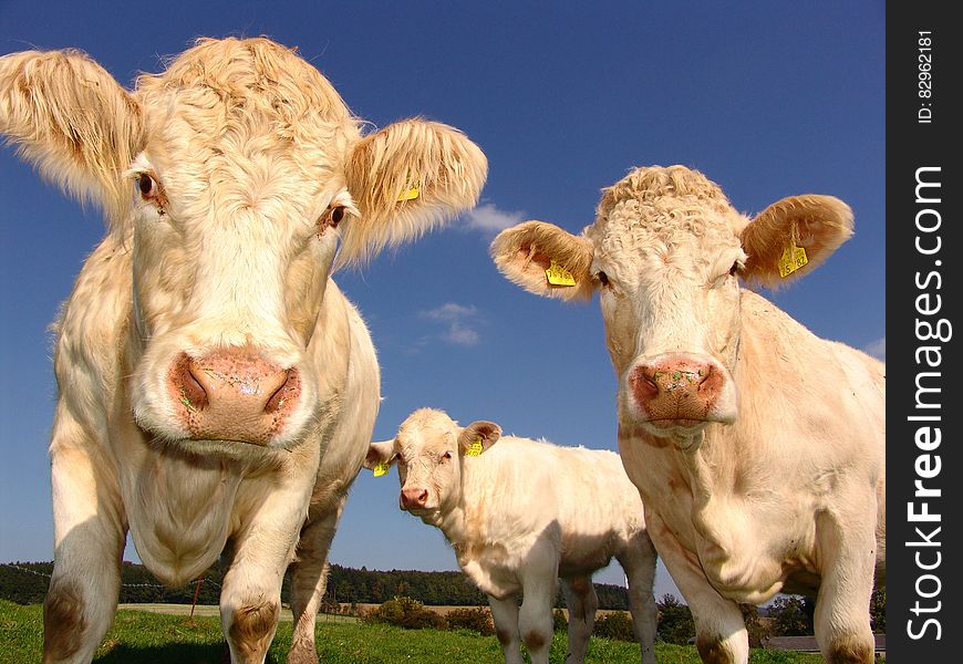 3 Cows in Field Under Clear Blue Sky