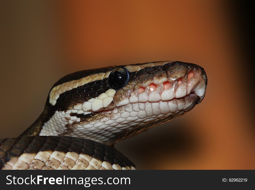 A close up of a ball python's head.