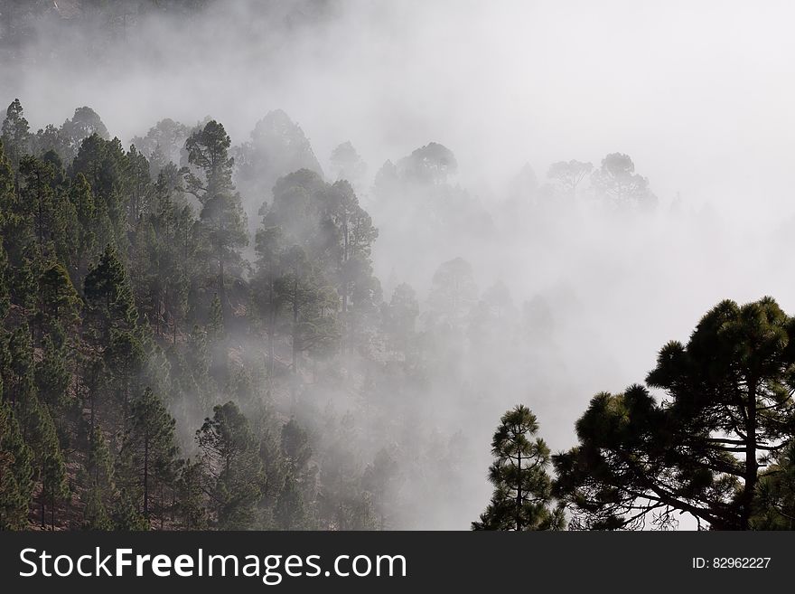 A view over a forest covered in mist. A view over a forest covered in mist.