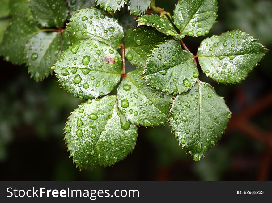 A close up of water droplets on birch leaves. A close up of water droplets on birch leaves.