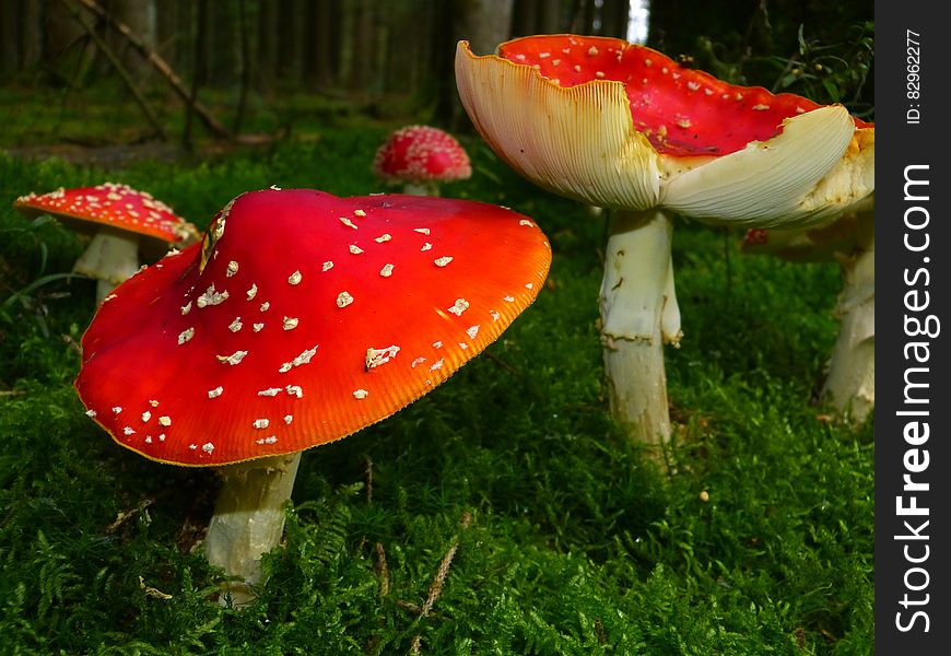 Red Mushrooms Surrounded by Green Grass