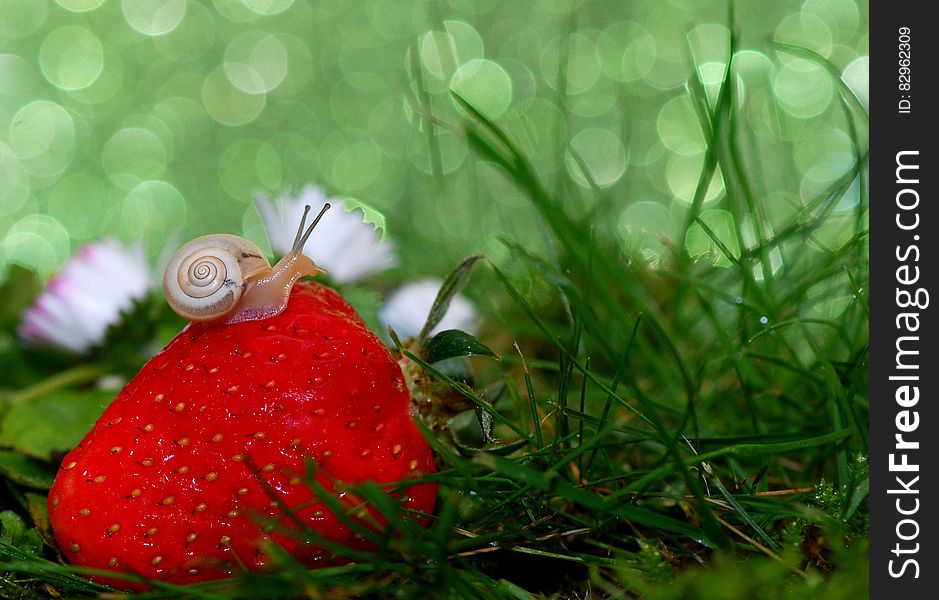 A macro shot of a small snail on a red strawberry. A macro shot of a small snail on a red strawberry.