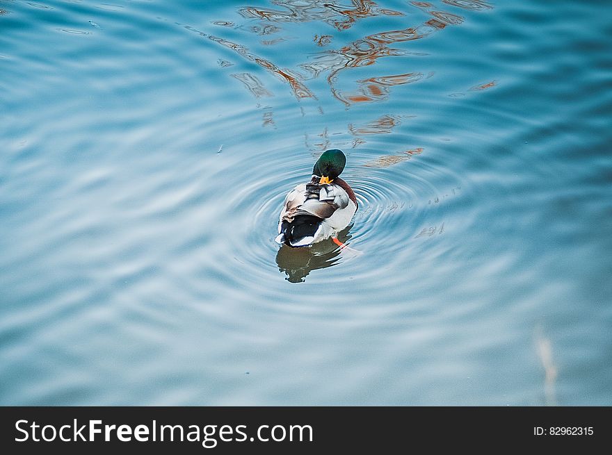 A mallard duck on a pond with blue water. A mallard duck on a pond with blue water.
