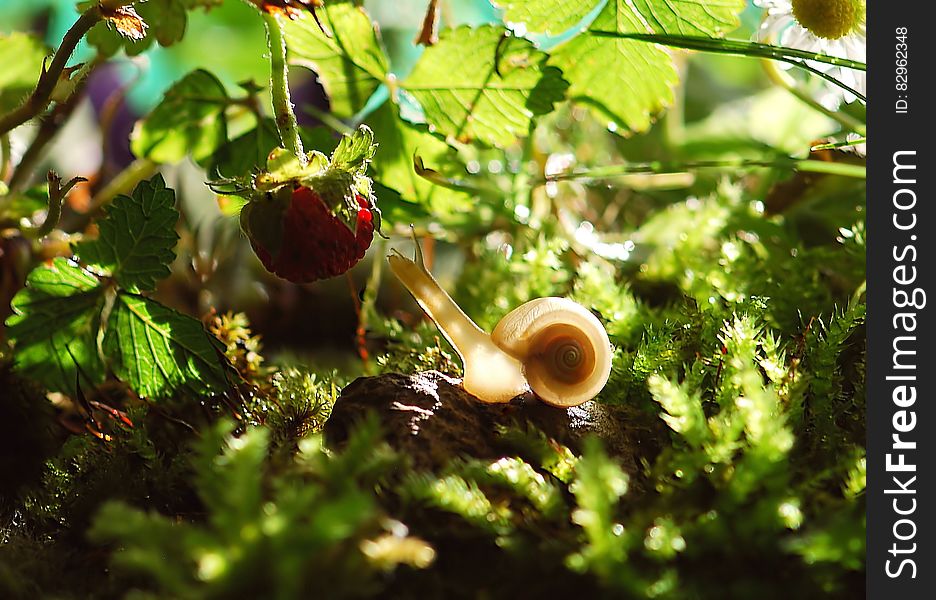 White Snail Near Red Fruit