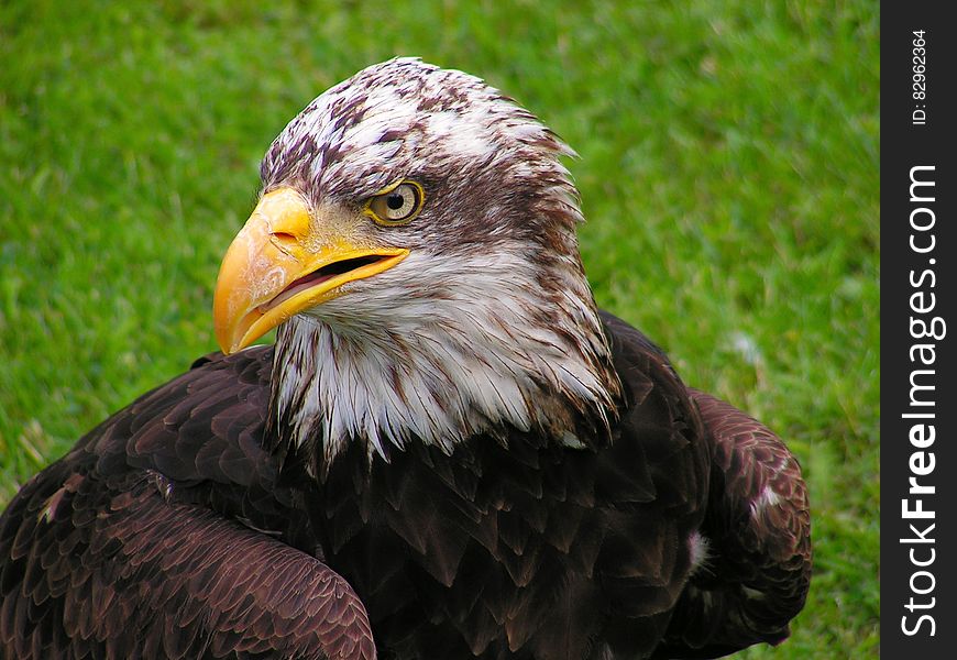 A close up of a bald eagle resting on green grass.