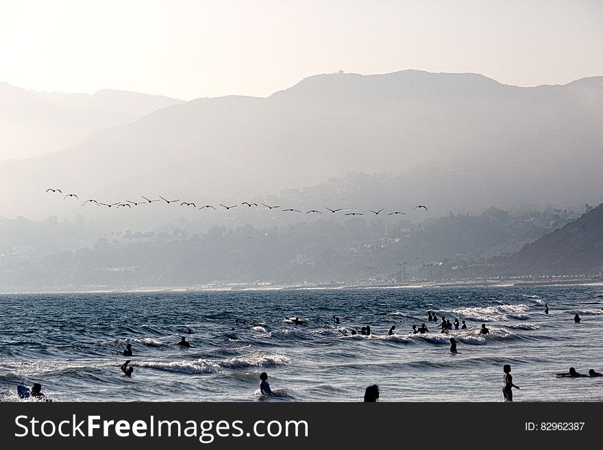 A flock of birds flying over a beach with people swimming in the water. A flock of birds flying over a beach with people swimming in the water.