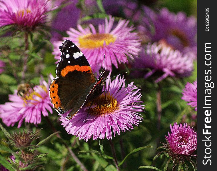 Black Orange White Butterfly on Purple Multi Petal Flower during Daytime