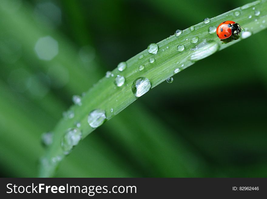 Red Ladybug in Green Grass
