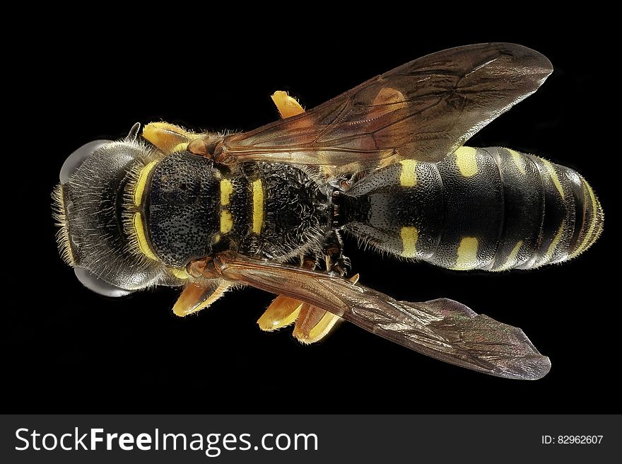 Macro of a bumble bee isolated on black.