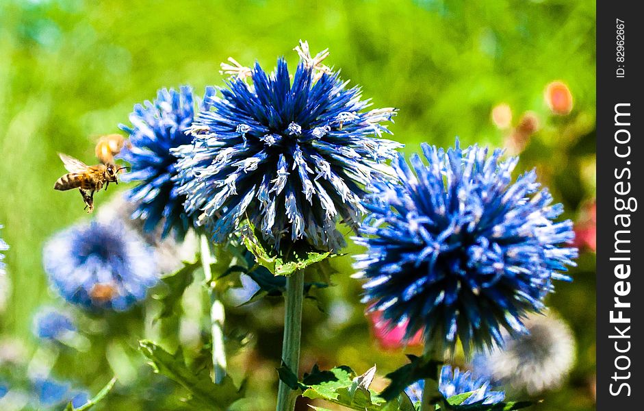 Bee Pollinating Blue Cornflowers