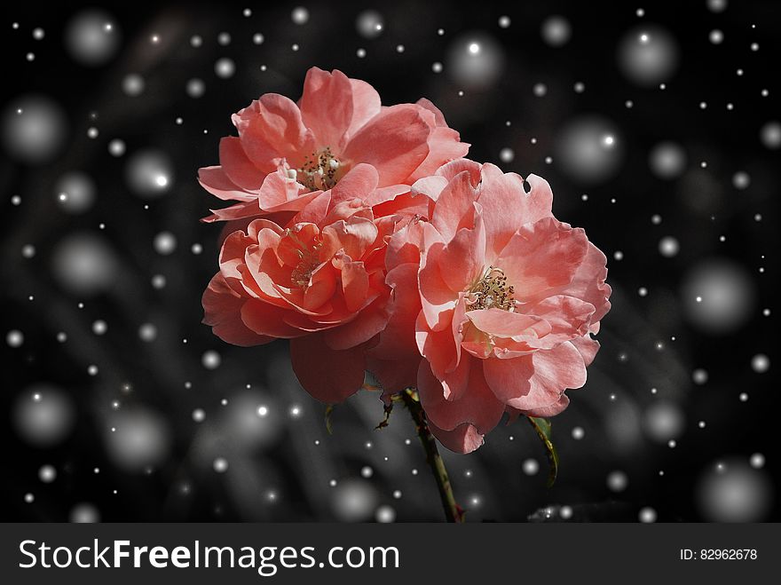 Blooming pink flowers with falling winter snow on black background. Blooming pink flowers with falling winter snow on black background.