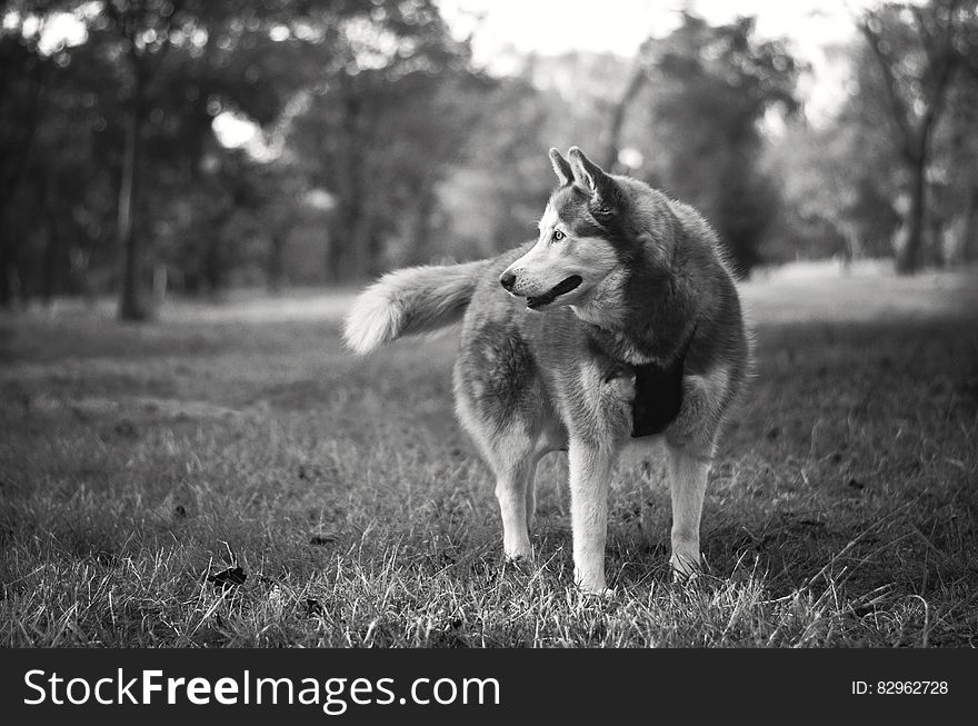 Gray and White Siberian Husky in Grayscale