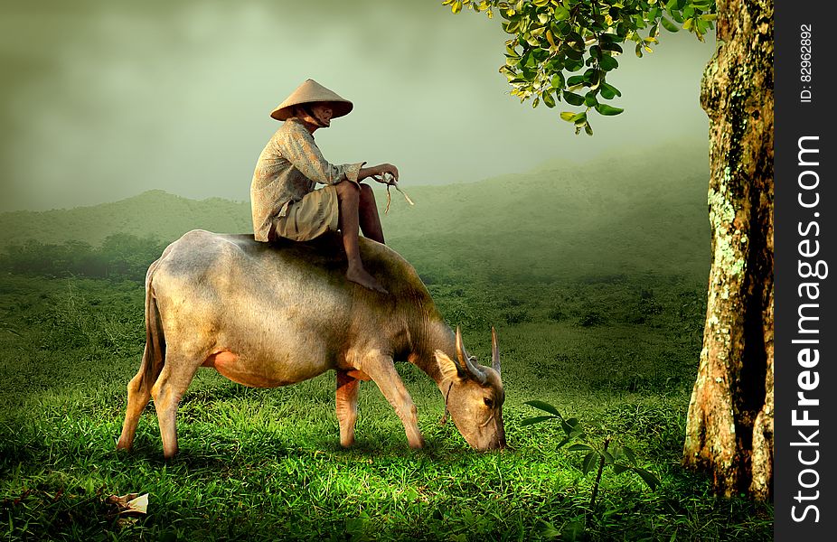 Landscape with elderly shepherd wearing a conical hat seated on the back of a buffalo while grazing in lush pasture, in the background a mist covered mountain. Landscape with elderly shepherd wearing a conical hat seated on the back of a buffalo while grazing in lush pasture, in the background a mist covered mountain.